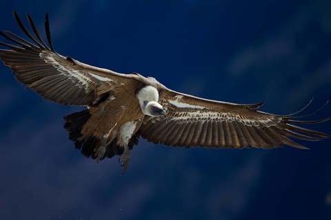 Griffon Vulture (Gyps fulvus)
