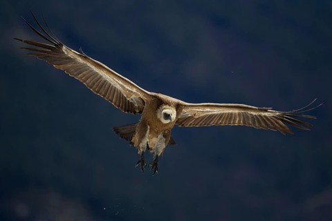 Griffon Vulture (Gyps fulvus)