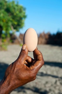Megapode egg (Megapodiidae)