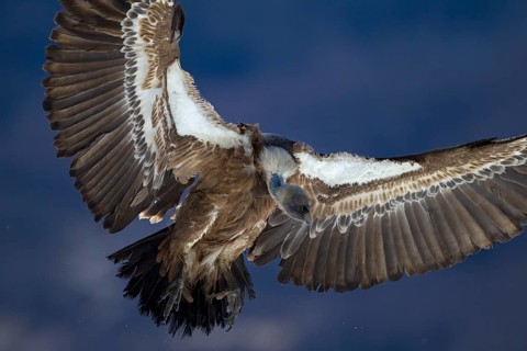 Griffon Vulture (Gyps fulvus)