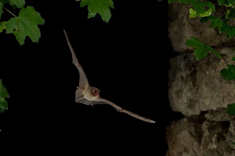 Common Bent-wing Bat or Schreibers' Long-fingered Bat (Miniopterus schreibersii) in flight