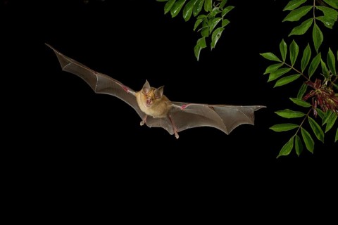 Greater Horseshoe Bat (Rhinolophus ferrumequinum) in flight