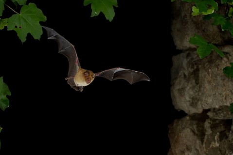 Greater Horseshoe Bat (Rhinolophus ferrumequinum) in flight