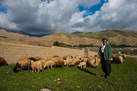 Shepherd with his sheep