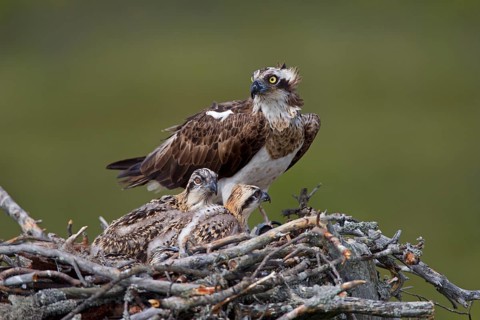 Osprey or Sea Hawk (Pandion haliaetus) feeding young birds