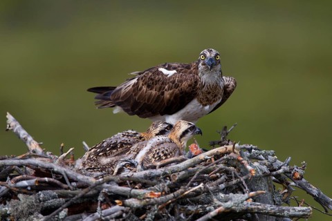 Osprey or Sea Hawk (Pandion haliaetus) feeding young birds