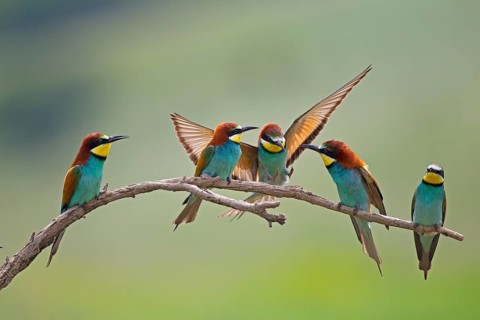 Bee-eaters (Merops apiaster)