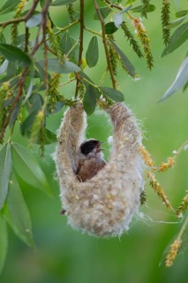 Eurasian Penduline Tit or European Penduline Tit (Remiz pendulinus)