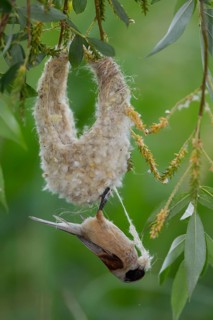 Eurasian Penduline Tit or European Penduline Tit (Remiz pendulinus)