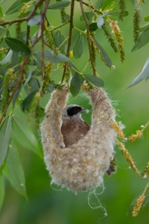 Eurasian Penduline Tit or European Penduline Tit (Remiz pendulinus)