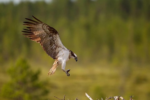 Osprey or Sea Hawk (Pandion haliaetus) approaching to land