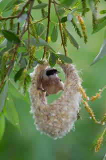 Eurasian Penduline Tit or European Penduline Tit (Remiz pendulinus)