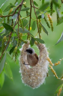 Eurasian Penduline Tit or European Penduline Tit (Remiz pendulinus)