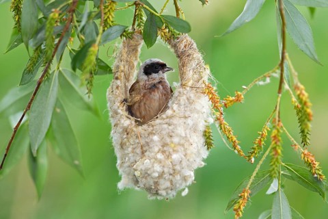 Eurasian Penduline Tit or European Penduline Tit (Remiz pendulinus)