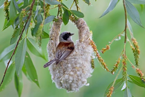 Eurasian Penduline Tit or European Penduline Tit (Remiz pendulinus)