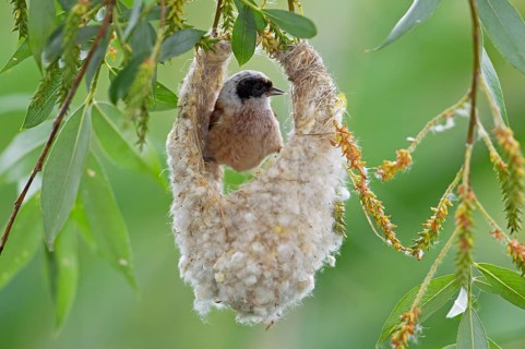 Eurasian Penduline Tit or European Penduline Tit (Remiz pendulinus)