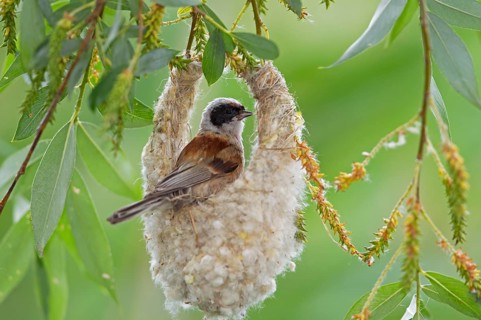Eurasian Penduline Tit or European Penduline Tit (Remiz pendulinus)
