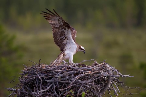 Osprey or Sea Hawk (Pandion haliaetus) landing on an eyrie
