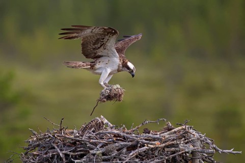 Osprey or Sea Hawk (Pandion haliaetus) with nesting material approaching to land on an eyrie