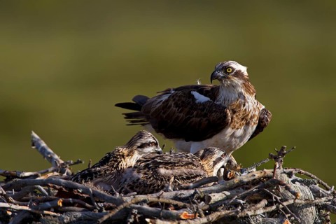 Osprey or Sea Hawk (Pandion haliaetus) on an eyrie with young birds