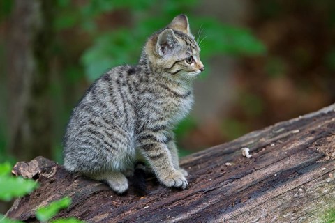 Wildcat (Felis silvestris)