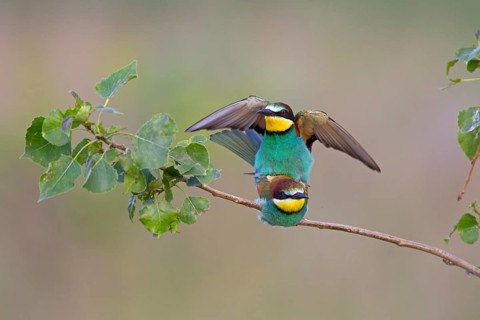 Bee-eaters (Merops apiaster)
