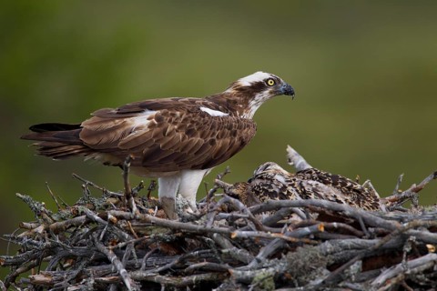 Osprey or Sea Hawk (Pandion haliaetus) on an eyrie with young birds