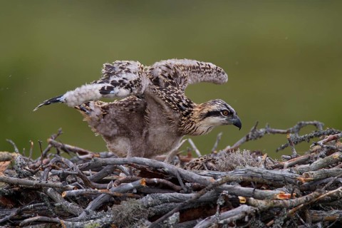 Osprey or Sea Hawk (Pandion haliaetus)