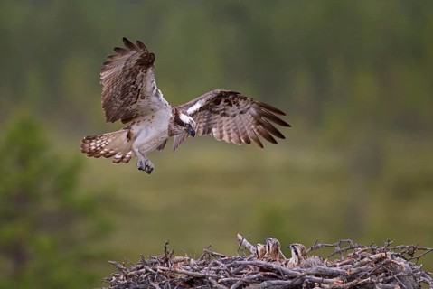 Osprey or Sea Hawk (Pandion haliaetus) approaching to land on an eyrie