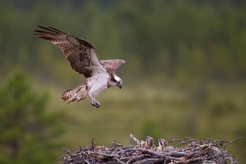 Osprey or Sea Hawk (Pandion haliaetus) approaching to land on an eyrie