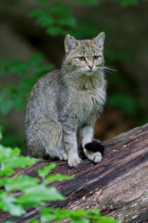 Wildcat (Felis silvestris)