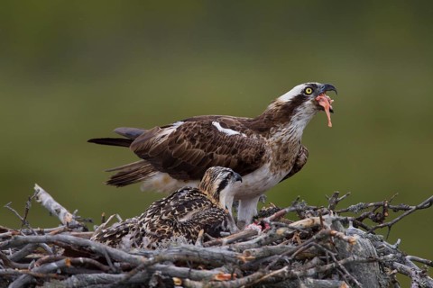 Osprey or Sea Hawk (Pandion haliaetus) feeding young birds on an eyrie