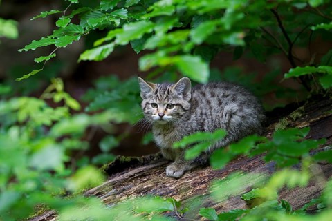 Wildcat (Felis silvestris)