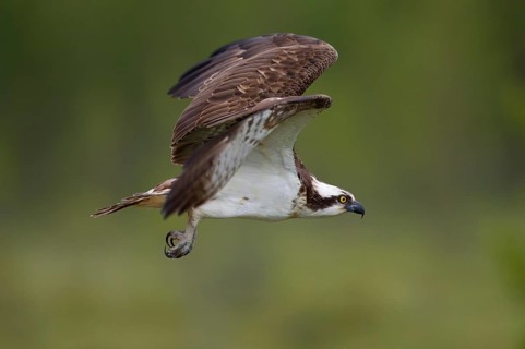 Osprey or Sea Hawk (Pandion haliaetus) in flight