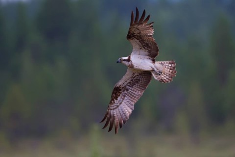 Osprey or Sea Hawk (Pandion haliaetus) in flight