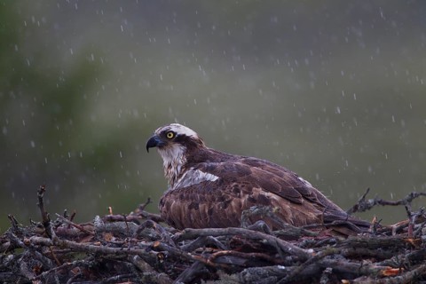 Osprey or Sea Hawk (Pandion haliaetus) in an aerie