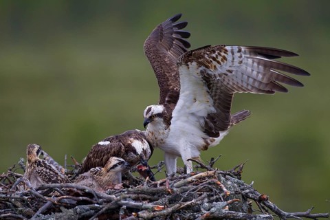 Ospreys or Sea Hawks (Pandion haliaetus)