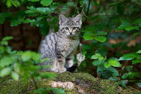 Wildcat (Felis silvestris)