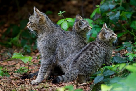 Wildcat (Felis silvestris) with kittens