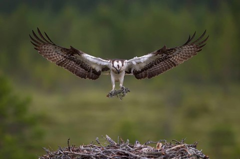 Osprey or Sea Hawk (Pandion haliaetus) approaching to land with nesting material