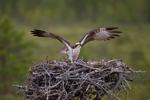 Osprey or Sea Hawk (Pandion haliaetus) on an aerie with chicks