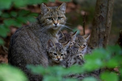 Wildcat (Felis silvestris) with kittens