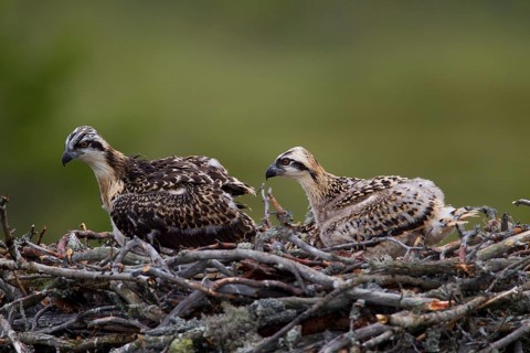 Osprey or Sea Hawk (Pandion haliaetus) chicks in an aerie