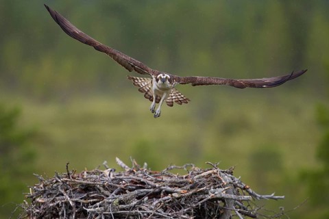 Osprey or Sea Hawk (Pandion haliaetus) in flight above an aerie