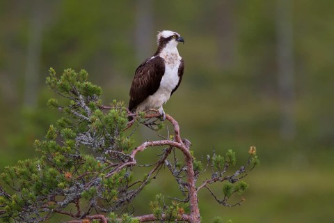 Osprey or Sea Hawk (Pandion haliaetus)