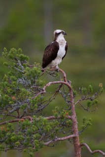 Osprey or Sea Hawk (Pandion haliaetus)