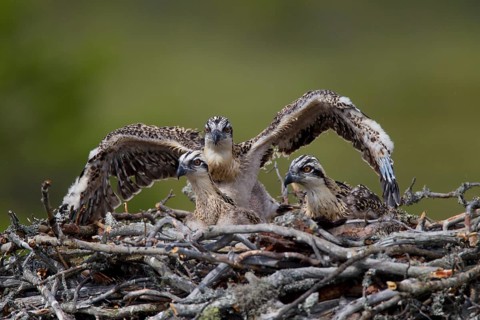 Osprey or Sea Hawk (Pandion haliaetus) chicks in an aerie