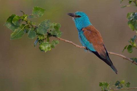European Roller (Coracias garrulus)