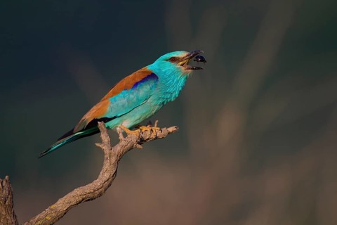 European Roller (Coracias garrulus) with beetle