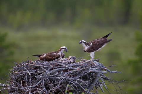 Ospreys or Sea Hawks (Pandion haliaetus)